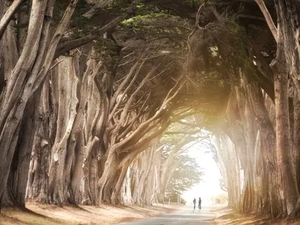 Heart Healing Music - Wonderland Relaxation