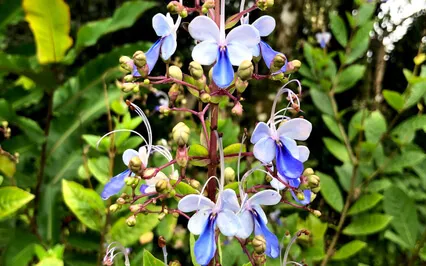 Heart Intention Meditation