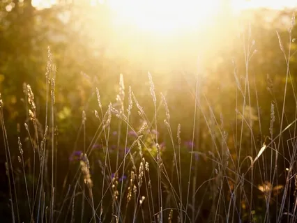 Heart Light: Core Field