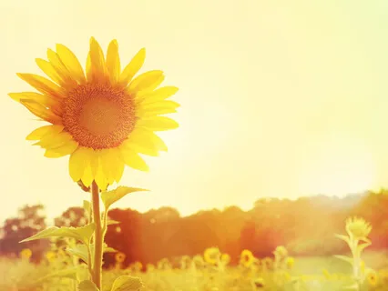 Heart Light Instrumentals: Rise To The Sun