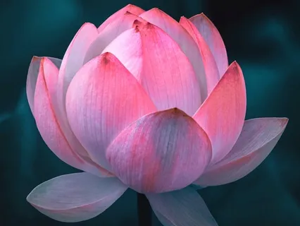 Heart Lotus Meditation