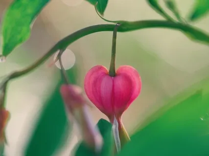 Heart Mediation To Remember Who You Are