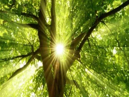 Heart Meditation, Connect Deeply Rooted As A Tall Cedar Tree