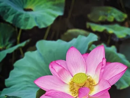 Heart Meditation Music