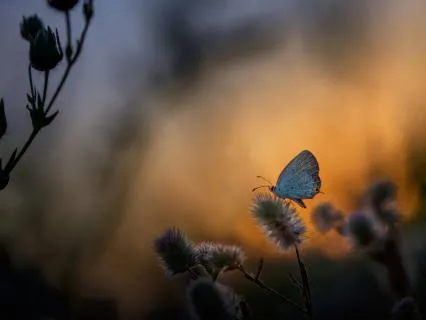 Heart & Mind Alignment: 432Hz + Theta Waves | 2 Hours