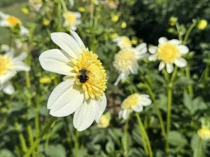 Heart, Mind, Body Scan