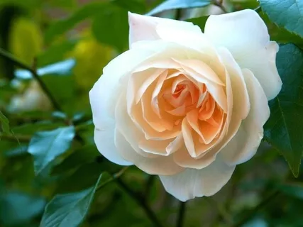 Heart-Mind Coherence