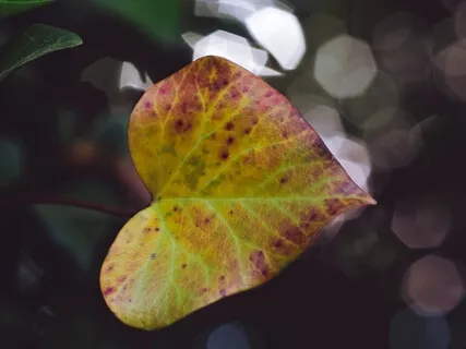 Heart-Mind Connection