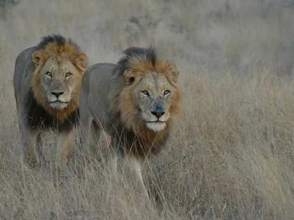 Heart Of The Lion: Embracing The Leo Spirit