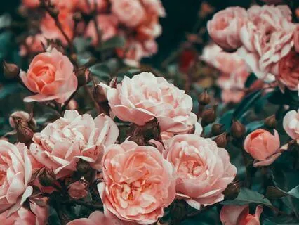 Heart Of The Rose Guided Visualization