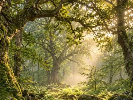 Heart Of The Sacred Forest: A Celtic Shamanic Journey Within