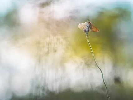 Heart Of Umoja - Meditation Music - Calm Relaxing Ambient Nature Sounds