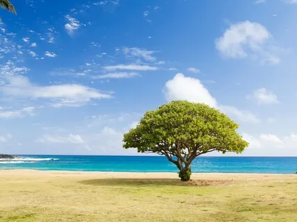 Heart Opening - Aligning To Heart Energy (Longer Version)