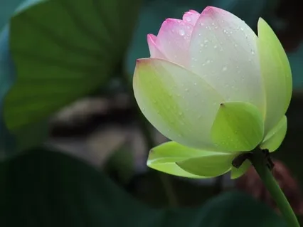 Heart Opening And Chakra Balancing Music 