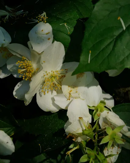 Heart-Opening, Grounded, And Worthy Guided Meditation