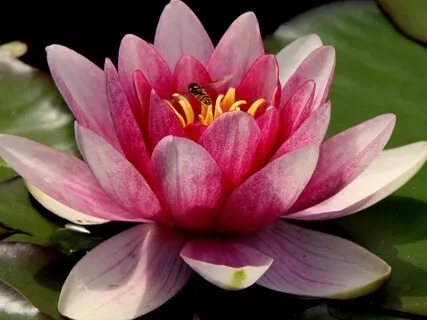 Heart Opening Hatha Practice For Transcendental Love