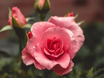 Heart Opening Meditation