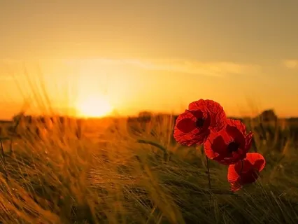 Heart Opening Meditation