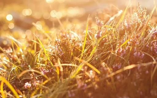 Heart Opening Meditation