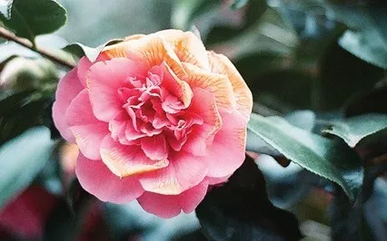 Heart Opening Meditation