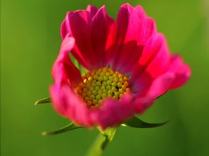 Heart Opening Practice