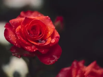 Open Your Heart To Love