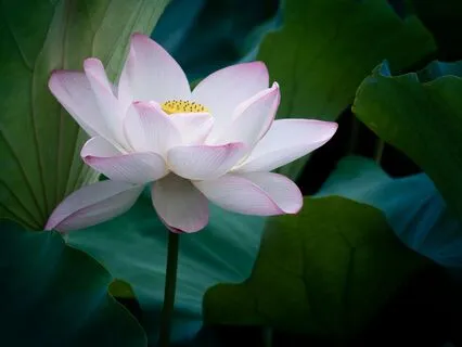 Heart Opening Meditation For Emotional Release