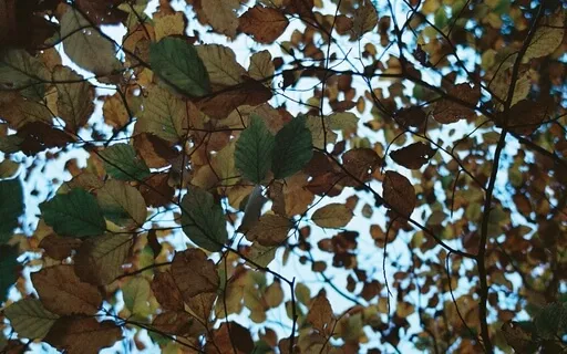 Heart Opening Piano Piece - Soothing Through Growth