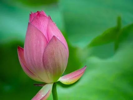 Heart Opening Practice