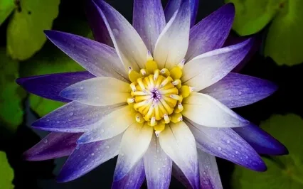 Heart Opening Sound Bath For Expansion & Healing