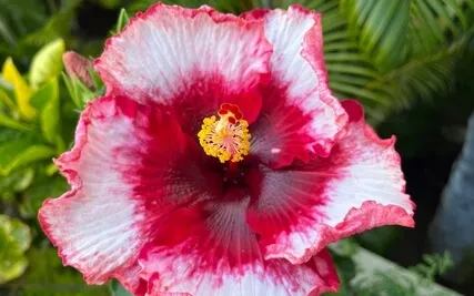 Heart Opening To Love