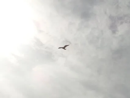 Heart & Solar Plexus Reiki Healing (No Music)