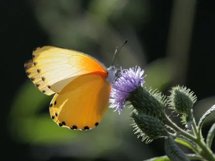 Heart, Throat And Solar Plexus Connection