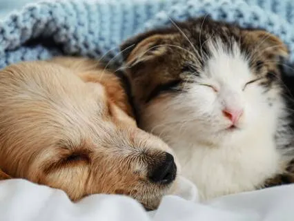 Heart-to-Heart | Deep Relaxation Pets & People Pt 4