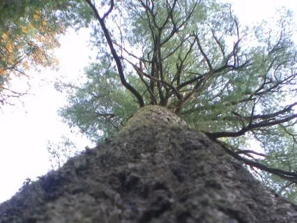 Heart to Root Chakra Music Meditation