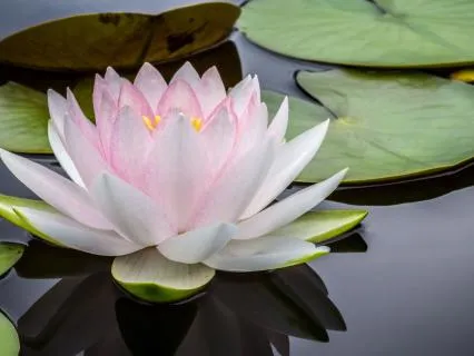 Heart To Third Eye Meditation