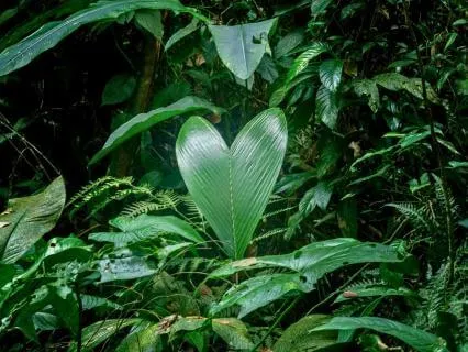 Heartbeat + Brown Noise