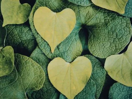 Heartbeat + Delta Brainwave Sync (128 Hz Carrier)