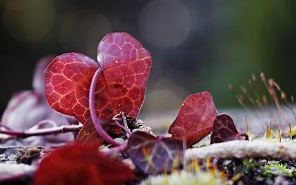 Heartbeat Meditation