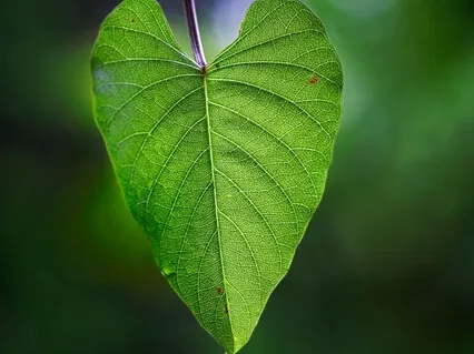 Heartbreak Series Day 1 - You Will Survive This