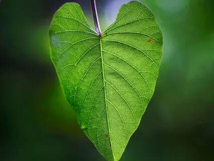 Heartbreak Series Day 3 - Surrendering to Feeling