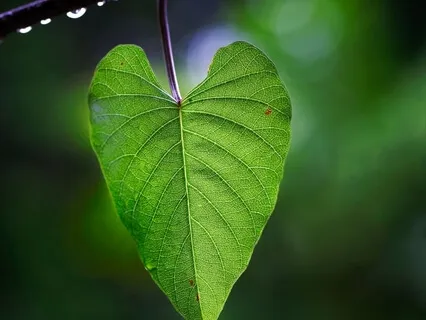 Heartbreak Series Day 4 - All The Hearts