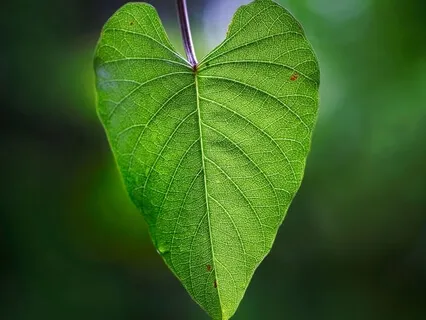 Heartbreak Series Day 5 - Simplicity