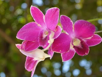 Heartfelt Expressions