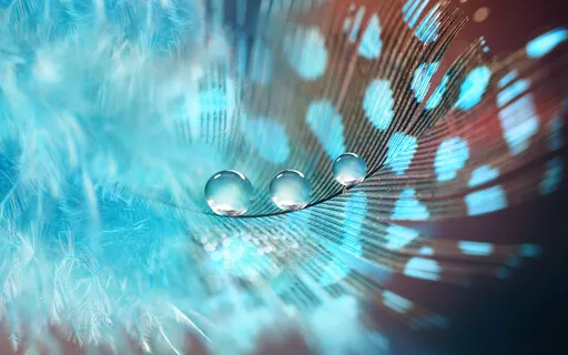 Heartfelt  Gratitude: A Celebration Of Life Meditation