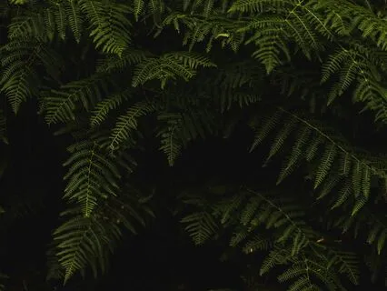 Heartfelt Harmony - Gratitude Waltz