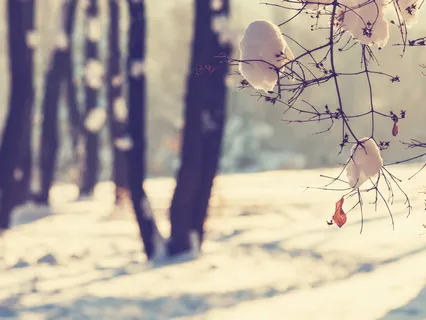 Heartfelt Nidra For Late Winter