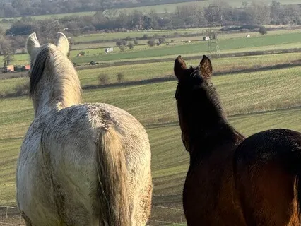 Heartfelt  Reflections With The Horses On The Hill