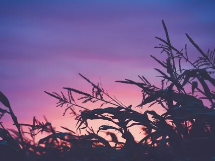 Heartfulness Guided Prayer (Hindi)