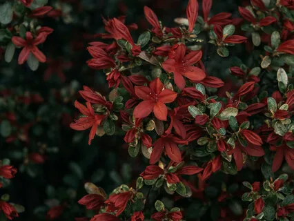 Heartscape | Sound Journey To Connect To The Heart